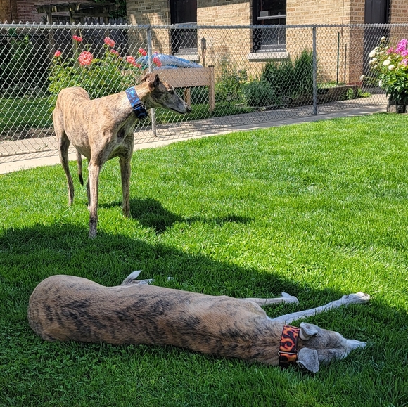 Meet your Posher, Dana - Picture 14 of 16